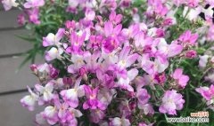 美丽绽放的永恒之爱 姬金鱼草花语之美