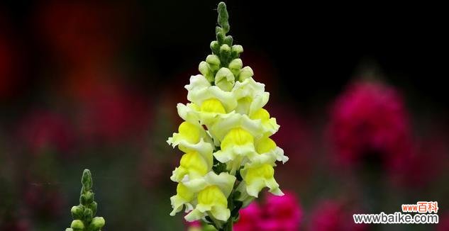 美丽绽放的永恒之爱 姬金鱼草花语之美