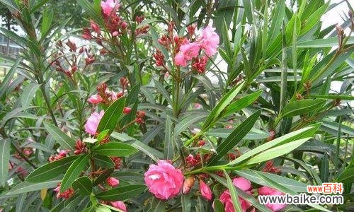 探索夹竹桃花语的含义与象征 夹竹桃花语之美丽寓意