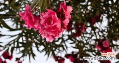 探索夹竹桃花语的含义与象征 夹竹桃花语之美丽寓意