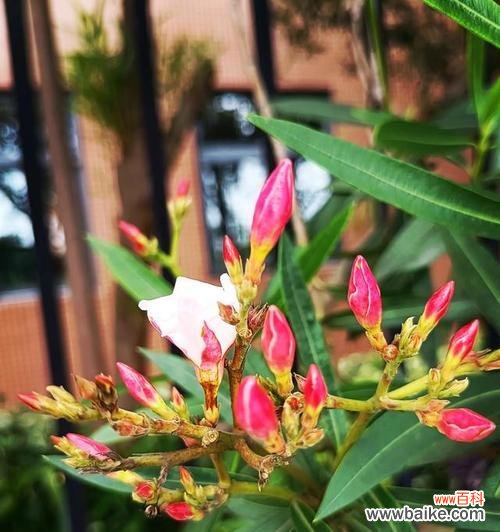 揭示夹竹桃花的花语之谜 夹竹桃花语的美丽意涵