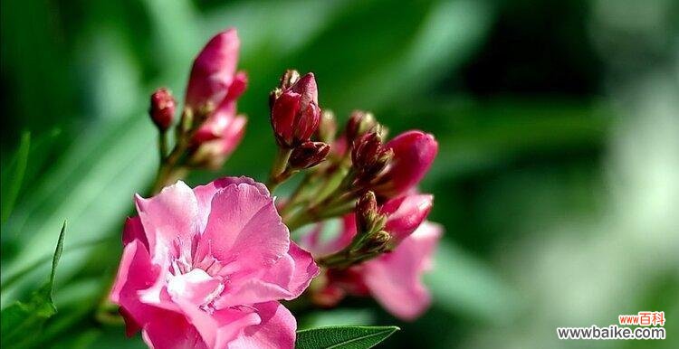 揭示夹竹桃花的花语之谜 夹竹桃花语的美丽意涵