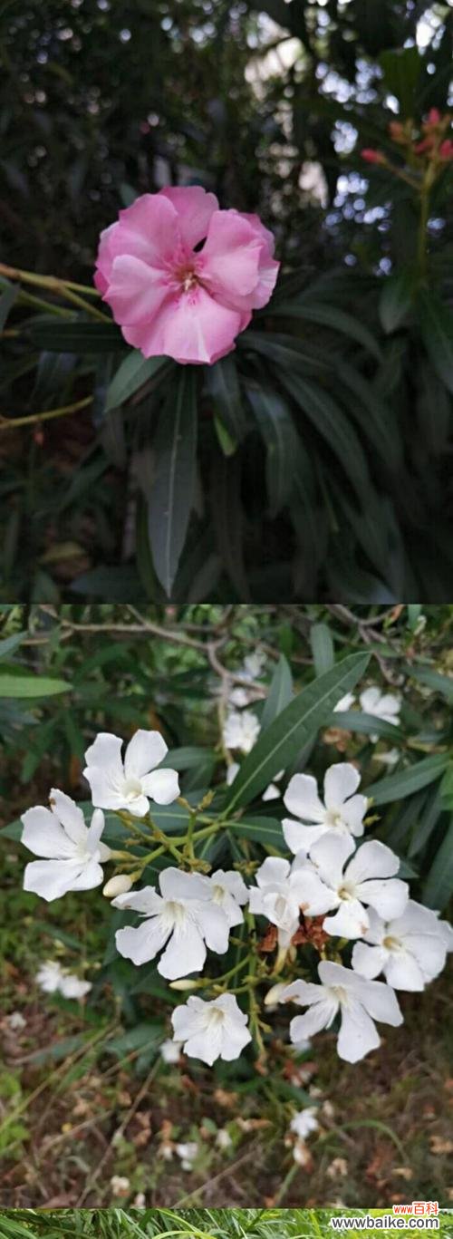 揭开夹竹桃的神秘面纱,解读花语与寓意 夹竹桃花语与寓意