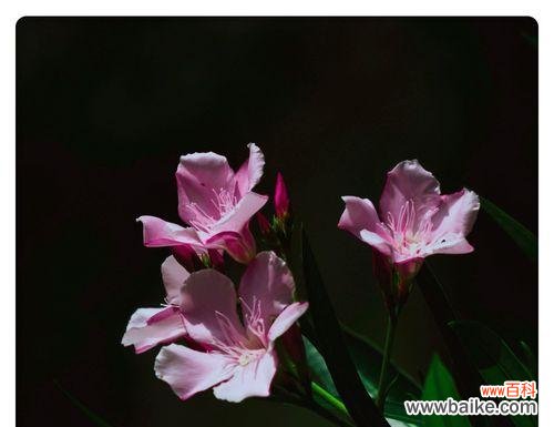 揭开夹竹桃的神秘面纱,解读花语与寓意 夹竹桃花语与寓意