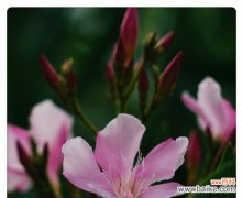 揭开夹竹桃的神秘面纱，解读花语与寓意 夹竹桃花语与寓意