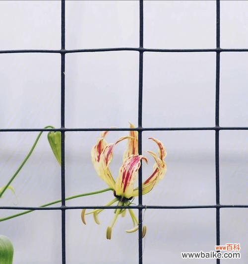 嘉兰花的文化背景、嘉兰的花语、嘉兰在文化中的象征 嘉兰的花语