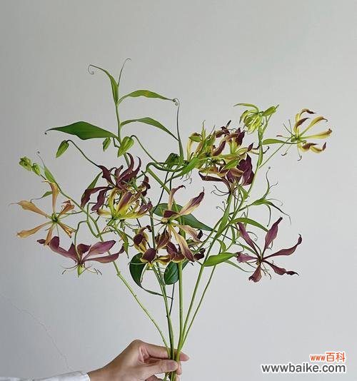 嘉兰花的文化背景、嘉兰的花语、嘉兰在文化中的象征 嘉兰的花语