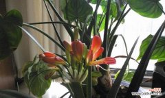 探寻君子兰开花的奥秘与象征意义 家中君子兰的开花与寓意