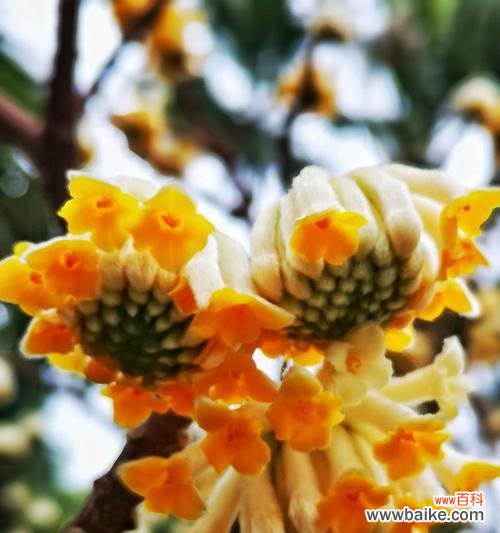 传说中的以结香,花开如梦 以结香的花语及传说