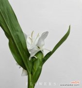 探索姜花的美丽和象征意义 姜花的花语和寓意