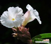 探寻姜花花语的深层含义 姜花