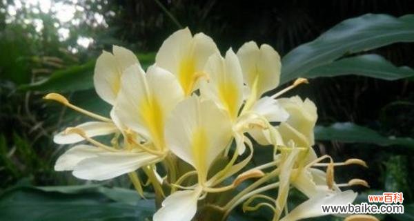 探寻姜花花语的深层含义 姜花