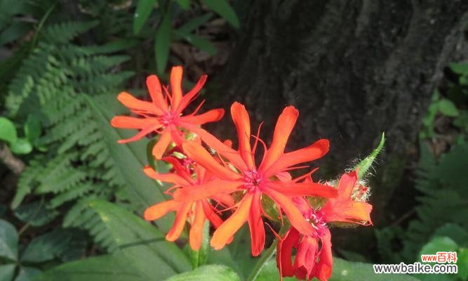 绽放在金秋的芬芳，剪秋萝，寄托着深情的花语 剪秋萝