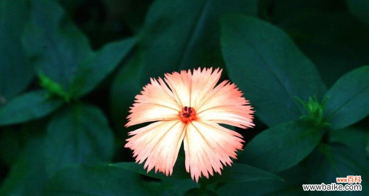 绽放在金秋的芬芳，剪秋萝，寄托着深情的花语 剪秋萝