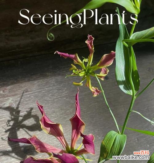 揭秘嘉兰花语的深意及其传达的情感 嘉兰花语之含义与象征