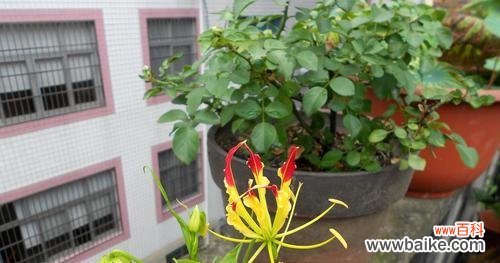 揭秘嘉兰花语的深意及其传达的情感 嘉兰花语之含义与象征