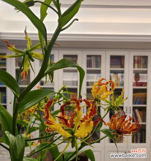 揭秘嘉兰花语的深意及其传达的情感 嘉兰花语之含义与象征