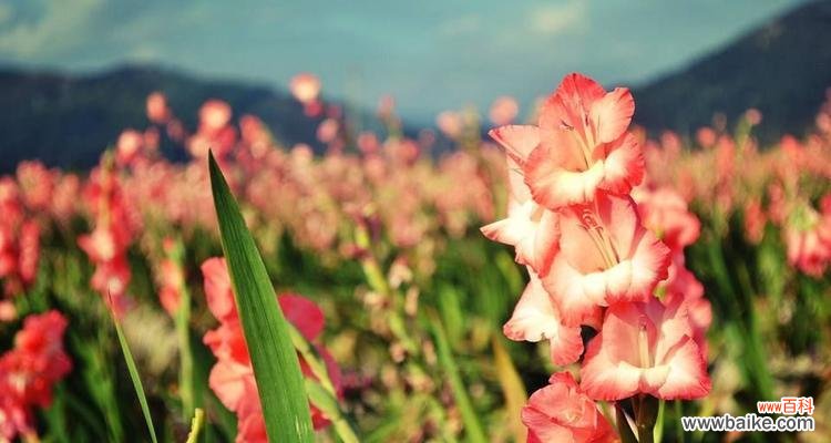 探索剑兰花的深层含义,用花语传递的爱和坚韧 剑兰花语