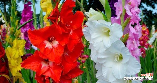 探索剑兰花的深层含义,用花语传递的爱和坚韧 剑兰花语