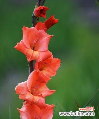 探索剑兰花的深层含义,用花语传递的爱和坚韧 剑兰花语