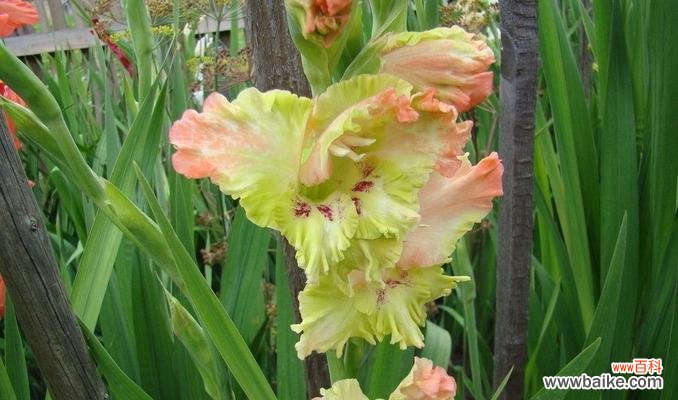 探寻剑兰花的内涵和意义 剑兰花之美