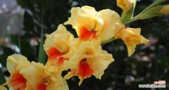 探索剑兰花的美与力量 剑兰花的寓意与象征