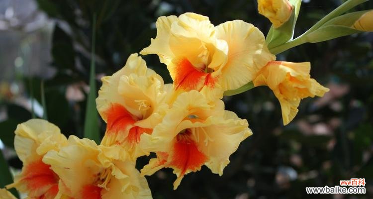 探索剑兰花的美与力量 剑兰花的寓意与象征