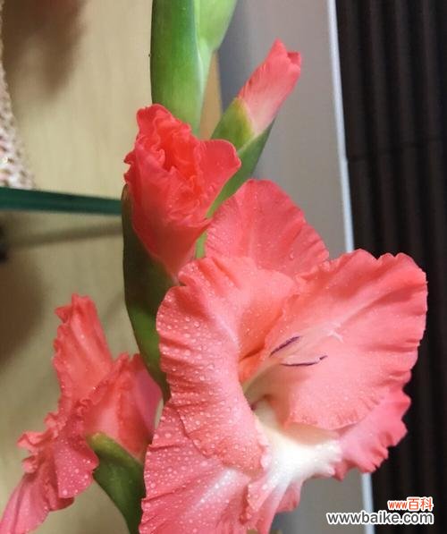 探索剑兰花的美与力量 剑兰花的寓意与象征