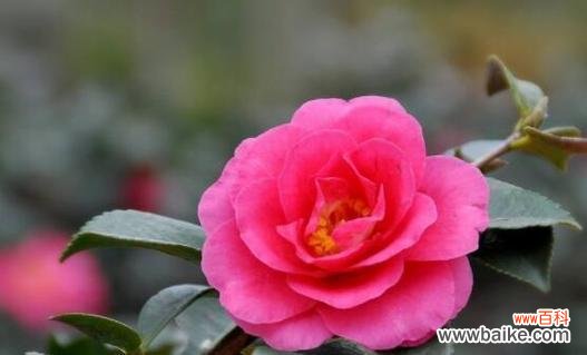 探索茶花的深层内涵 茶花的寓意与象征风水