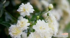 茶蘼花的寓意与象征解读 茶蘼花