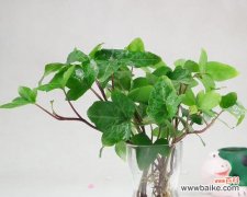 常春藤的美丽与吉祥 常春藤的寓意与象征风水