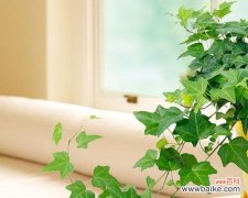 探寻常春藤花的含义与象征 常春藤的花语象征与寓意