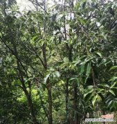 从树木到佛珠 沉香树的风水作用与寓意