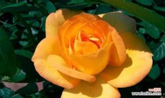 探索橙玫瑰的花语含义 橙玫瑰的花语传递着什么情感