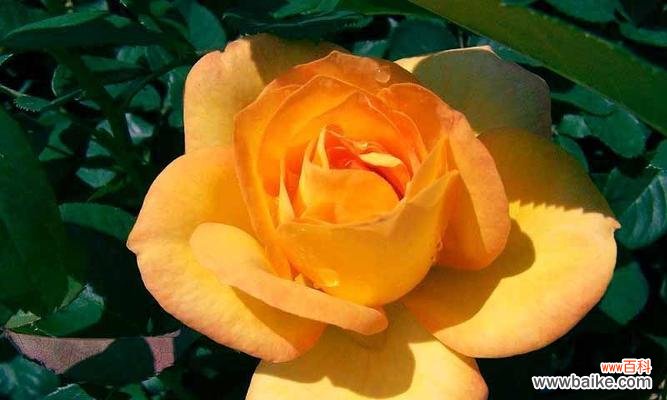 探索橙玫瑰的花语含义 橙玫瑰的花语传递着什么情感