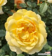 追寻橙色蔷薇的美丽与温暖 橙色蔷薇的花语与代表意义