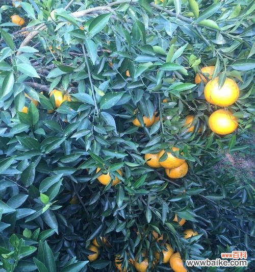 探寻橙子的文化象征和象征意义 橙子