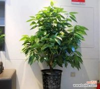 橙子的瑞气吉祥 橙子在风水中的寓意与摆放位置