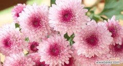 花言葩语 雏菊的花语与寓意，揭示情感和希望的象征