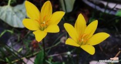 探寻葱花开放的象征意义及预示的吉兆 葱花开放的寓意与预兆