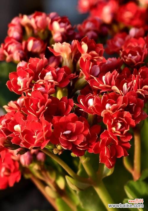 长寿花的花语寓意是什么?它象征着什么?