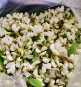 龙槐树的花语有哪些含义？它在文化中扮演什么角色？