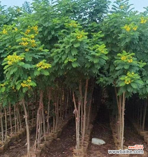 龙槐树的花语有哪些含义？它在文化中扮演什么角色？