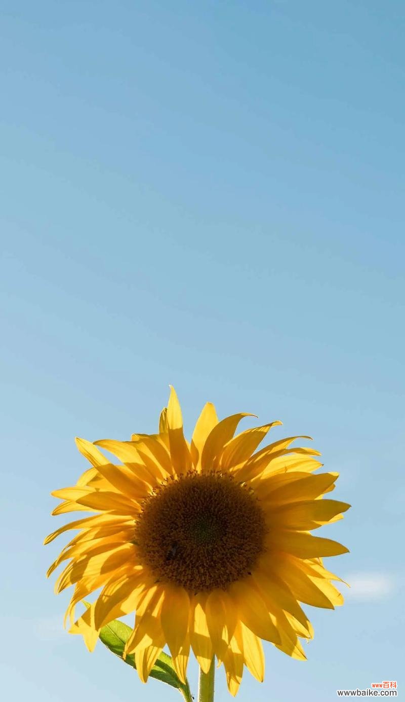 向日葵的花语象征什么?向日葵代表了什么情感?