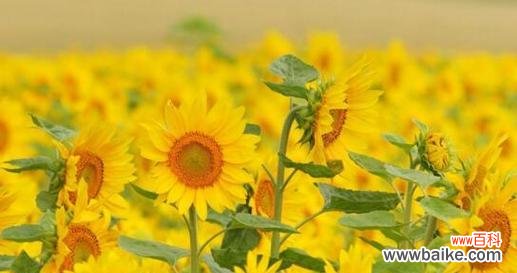 向日葵的花语象征什么?向日葵代表了什么情感?