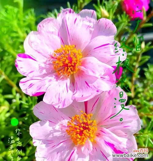 向日葵的花语象征什么?向日葵代表了什么情感?