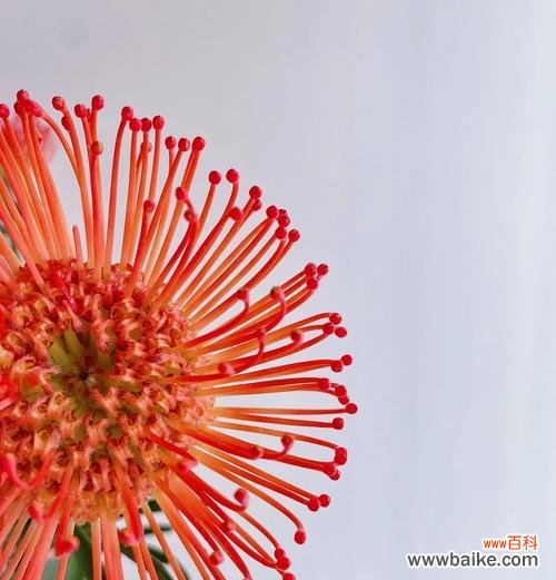 俊美的道具花代表什么?它的花语有何特别之处?
