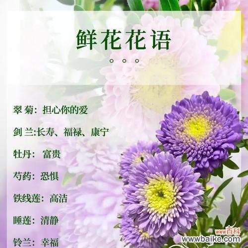 俊美的道具花代表什么?它的花语有何特别之处?