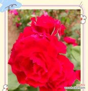 花朵出苞时的花语寓意有何不同？