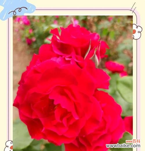 花朵出苞时的花语寓意有何不同？